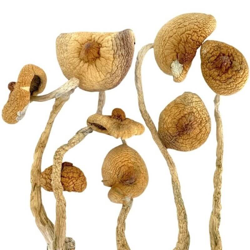 buy mushrooms online