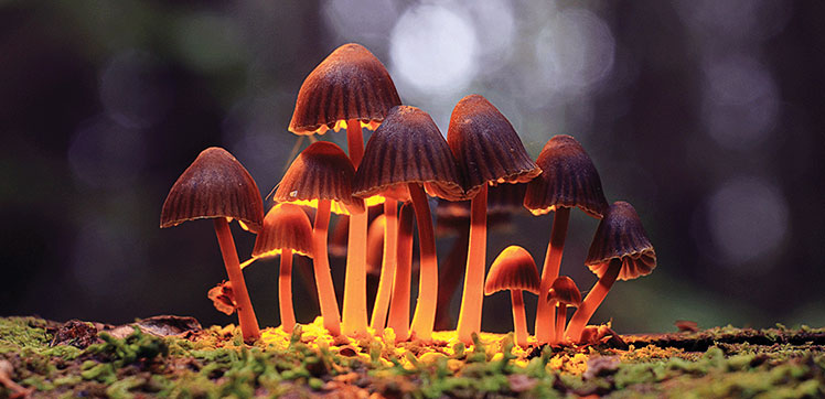 Shroom Delivery: All the Information You Need to Order Magic Mushrooms Online