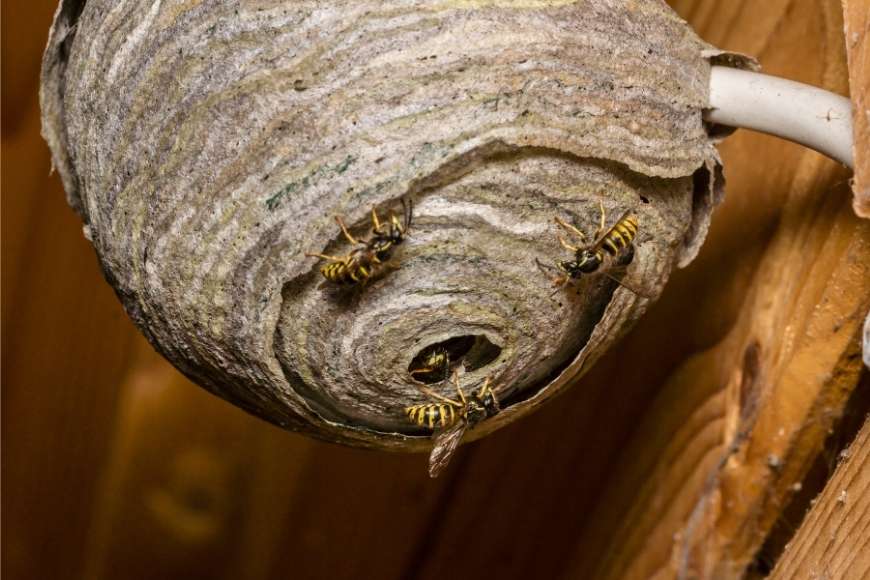 How can I prevent termites from entering my home?