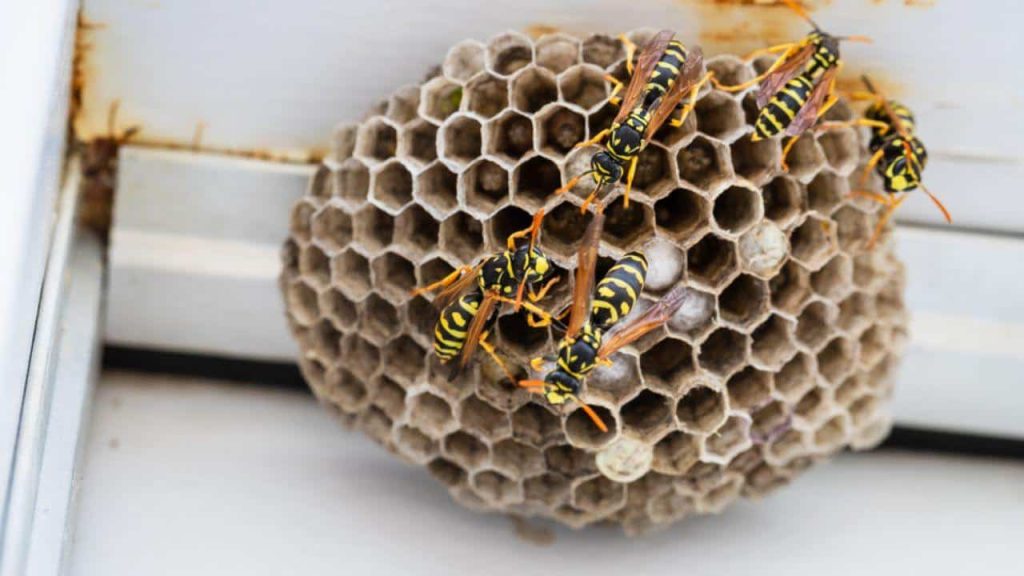 wasp nest